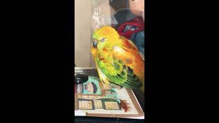 Red rump parrot sleeping 잠들고 있…