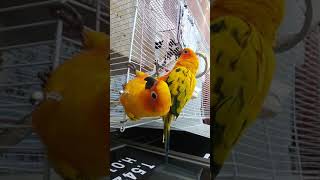 신이난썬코뉴어