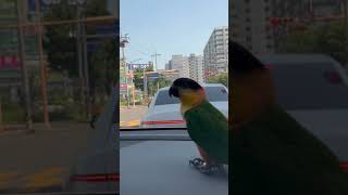 앵카갔다가 집이 오는 길~ #birds #birdslover #parrot #cute #카이큐앵무새 #pets #animals #caique