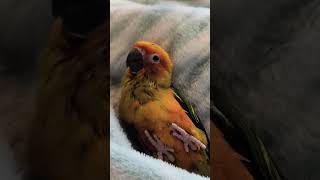 썬코뉴어 양양이의 까꿍