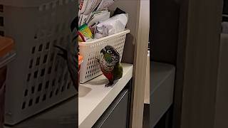 앵무새가 말썽피다 걸렸을때 When a parrot gets caught by her guardian after getting into trouble귀여운앵무새행동 かわいいおしどり