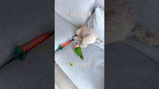 쇼파를 벅벅 긁어봤지만  나오는건 먼지뿐 ㅋㅋ #강아지…