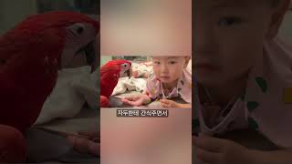 홍금강 간식챙겨주는 아기❤️ | #앵무새 #홍금강 #greenwingmacaw #macawbird #parrot #shorts