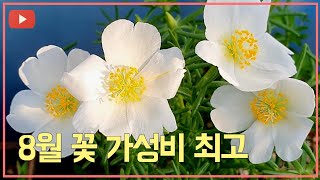 8월 최고 가성비 최고 이런 꽃  사막의장미 삽목하기 …