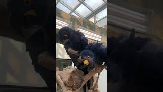 히야신스 마카우 "안녕하세요~"