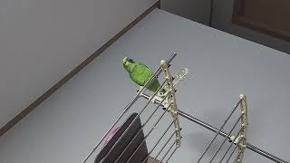 아마존앵무새 말하고 놀아주기