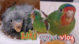 스위프트 앵무 ‘리치’ 성장기 Vlog