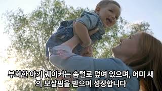 퀘이커 알은 몇 개까지 낳는지 그리고 부화율은 어느정도…