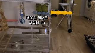 꽁패.한스마카우.뽀미.한나.사랑일기4.2021.7.6