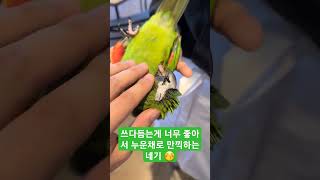 애교둥이 #한스마카우 네기의 흔들리지 않은 편안함  #…