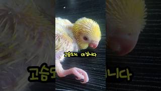 아기 퀘이커 성장기 feat. 엄마나 아빠 찾습니다