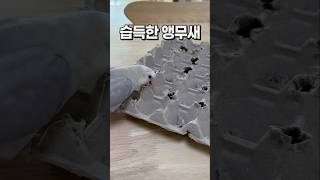 앵무새도 오빠보고 배워요~  회색앵무 잠바 모란앵무 옹심이