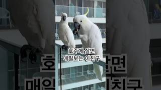 사람 and 음식엄청 밝히는 ️#Cockatoos #코…