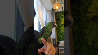 자딘앵무새 ㅡ에덴파크거제점