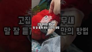나이를 먹으면서 고집이 생기는 앵무새 한번에 말 잘듣게 하는 방법 ㅋㅋㅋㅋ #윙스패밀리 #홍금강라틴 #사춘기앵무새