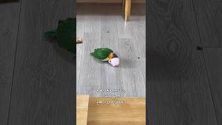 소꼽놀이하는 카이큐앵무새~