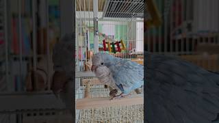 [퀘이커 앵무] 결국 사과땜에 삐짐(feat. YH오빠 게임중) #parrot #quakerparrot #사과 #다툼 #까꿍이