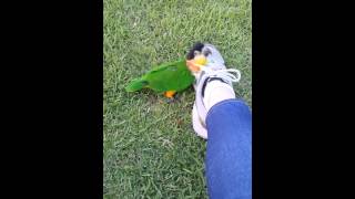 Caiqu (모로): 나는 미친듯이 신발이 좋다.