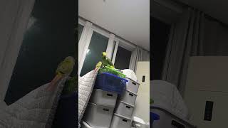 귀농귀촌 아마존앵무새 말하고 놀아주기