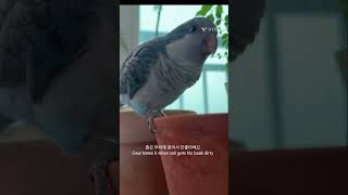 베란다정원에서 앵무새랑 놀기(Playing in the balcony garden) #birds #quakerparrots #parrot #퀘이커앵무새 #pets