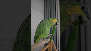 청양고추보다 꼭지가 맛있네???#parrot #라임이 #birds #오렌지윙아마존