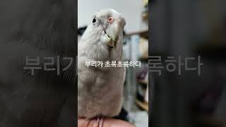 왕관앵무 모리씨의 만행