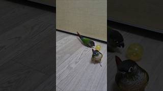 코뉴어앵무새#하랑이#하봉이#parrot#birds