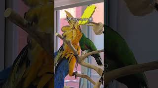 뉴기니아앵무새 날라와 청금강앵무새 바다 노는중