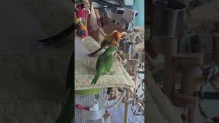 썬코뉴어 쫑이 그린퀘이커 홍이