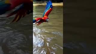 Guacamayos en el amazonas  #animals #animalesdelaselva #animalesalvajes #animalestiernos