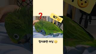 마로,고장났떠요ㅋㅋㅋㅋ#아마존앵무새