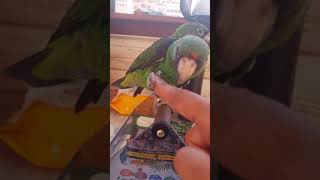 쟈딘앵무새 악수