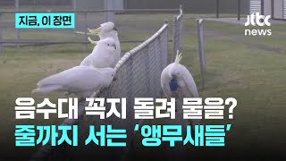 음수대 꼭지를 돌려 물을? 앵무새들, 줄까지 섰다｜지금…