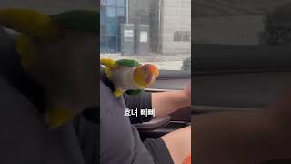 카이큐 키우지 마세요