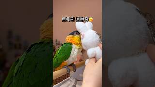 토끼랑 뽀뽀하기 #shorts #parrot #caiq…