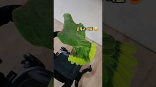 화가 잔뜩 난!! #아마존앵무새  공작새인줄ㅋㅋㅋㅋㅋ