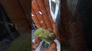 #목도리앵무#흔들리 않는승차감#집사다리#버스드라이브