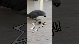 취미생활 중인 앵무새 ⚽‍️ 회색앵무 잠바