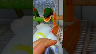 한스마카우 앵무새