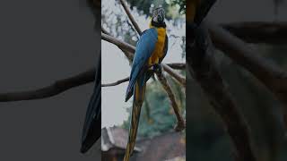 금강앵무새, 마카우, Parrots, Macaws 13…