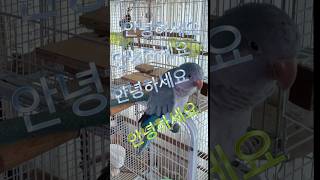 노래 생각이 안나요! ! ㅎㅎㅎ#parrot #루티노퀘이커 #birds #앵무새 #cute