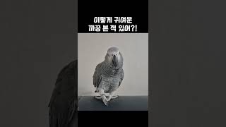 까꿍을 이렇게 귀엽게 한다고? / 회색앵무 랄라 / #…