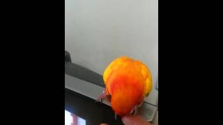 앵무새 박자타기