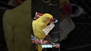 동결건조사탕수수간식#목도리앵무새#앵무새#parrot#먹…