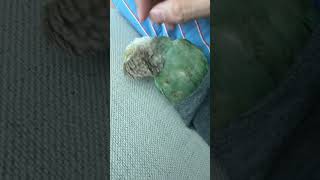 긁어주는게 좋아?#birds #parrot #앵무새 #코뉴어 #반려동물 #pets #conure