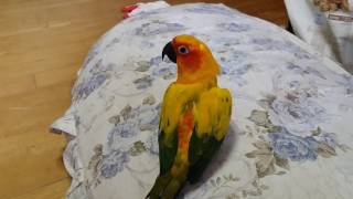 썬코뉴어 겨울이