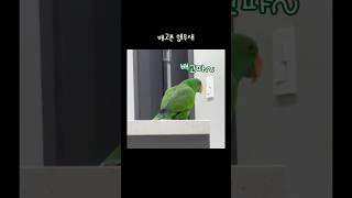 [지구] 배고픈 앵무새 / 원래는 진짜 배고플 때 했는데 요즘은 간식 달라는 의미로 많이 써요... / parrot says “hungry”