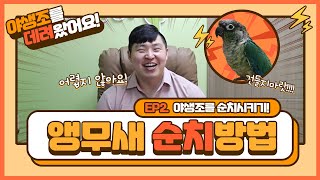 [앵무새키우기]많은 분들이 원하셨던 그 영상~! 야생조…