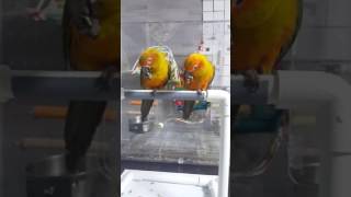 썬코뉴어의 싸움 기술