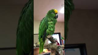 [20170203 용인 고기리 애니멀 카페] 앵무새가 "안녕"